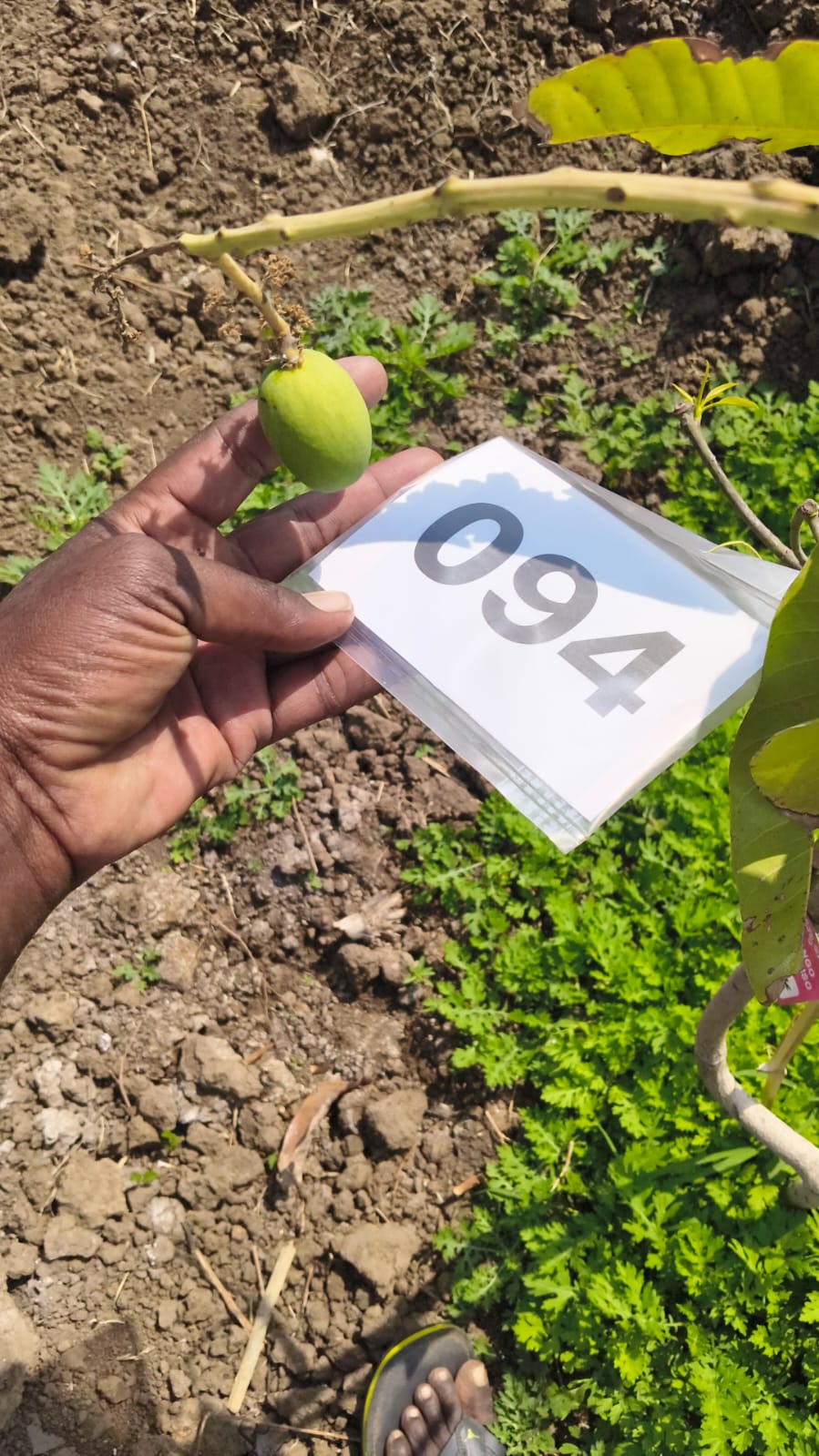 First mango fruit on a numbered, tagged tree