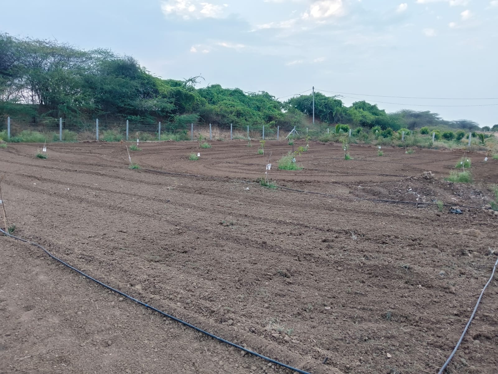 Full view of the mango farm with young saplings and drip irrigation