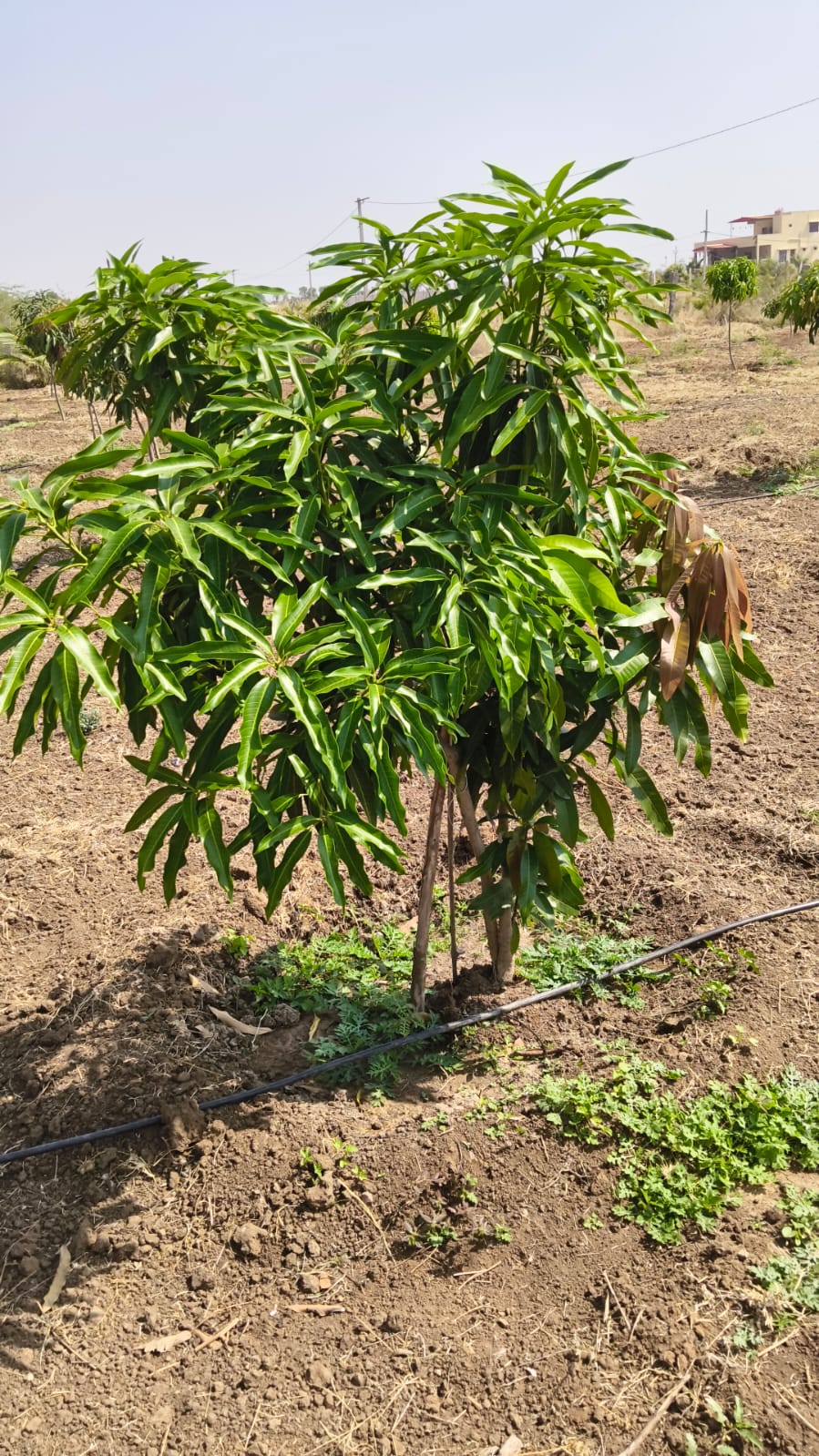 Three year old mango tree with a full green canopy