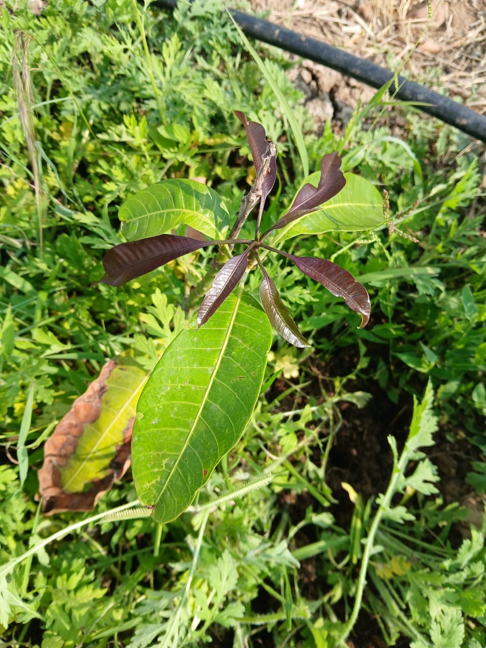 Freshly sprouted mango sapling with young red leaves