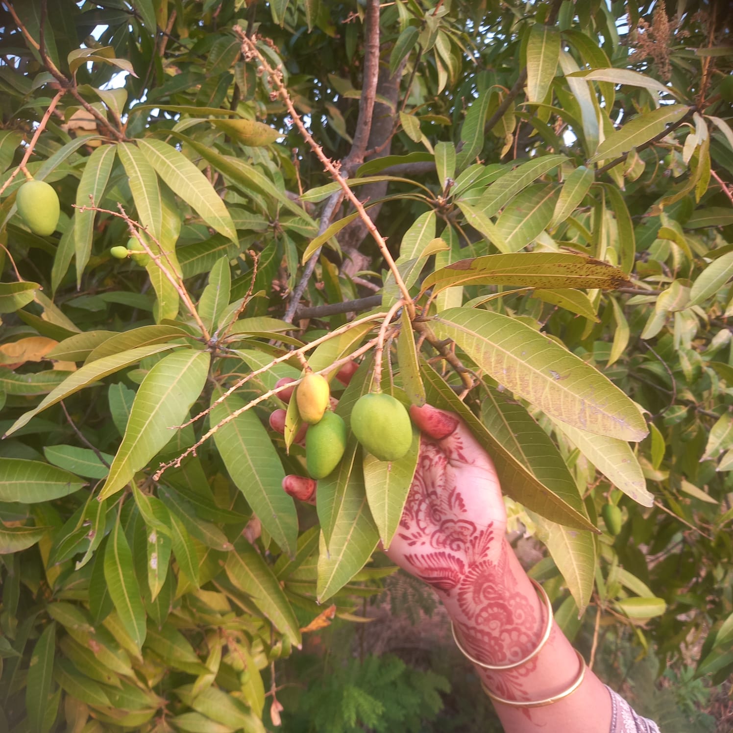 Cluster of ripening mangoes on a laden branch