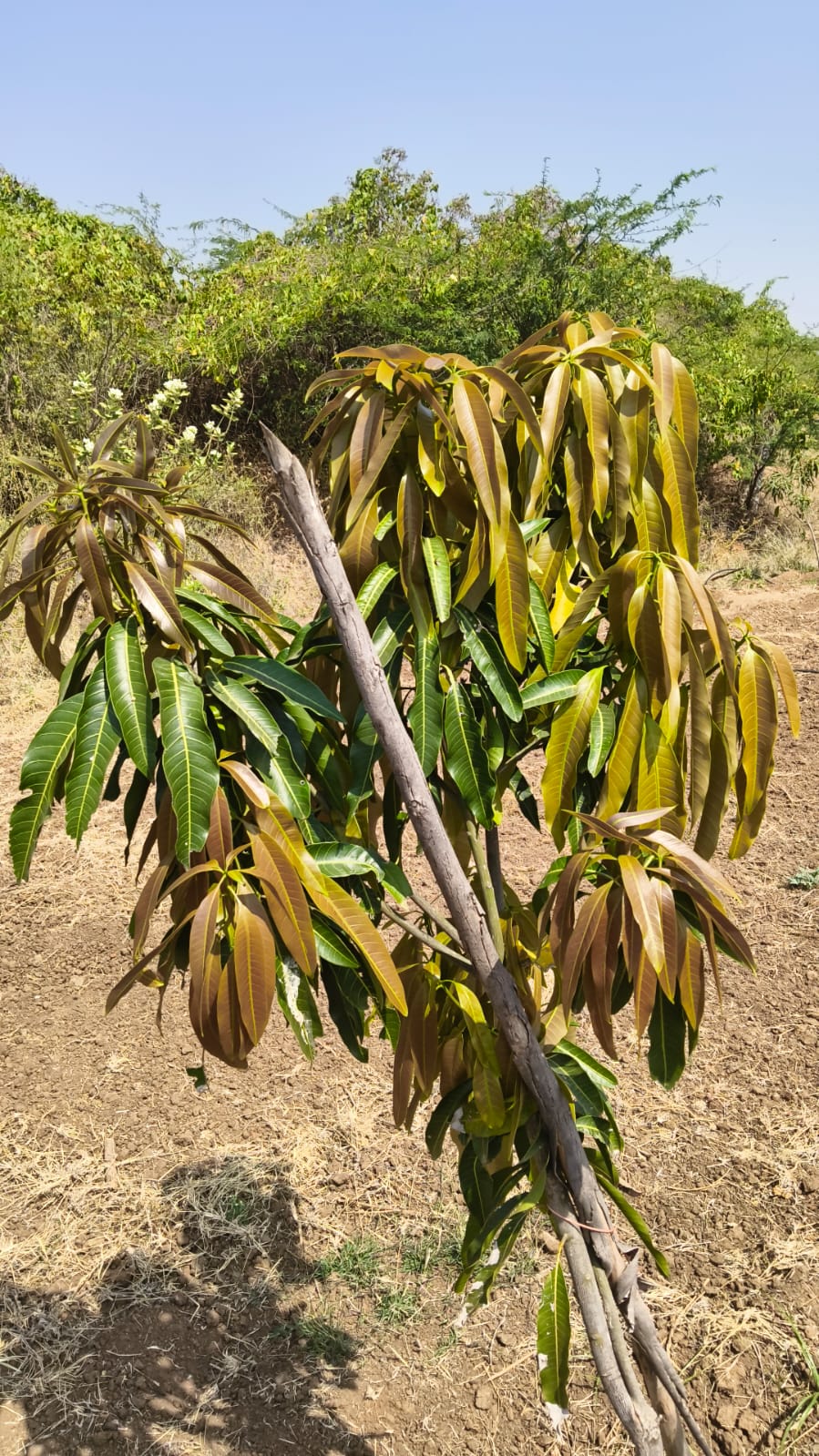 One year old mango tree in the orchard